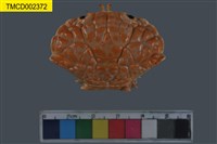 藏品(銅鑄熟若蟹)的圖片